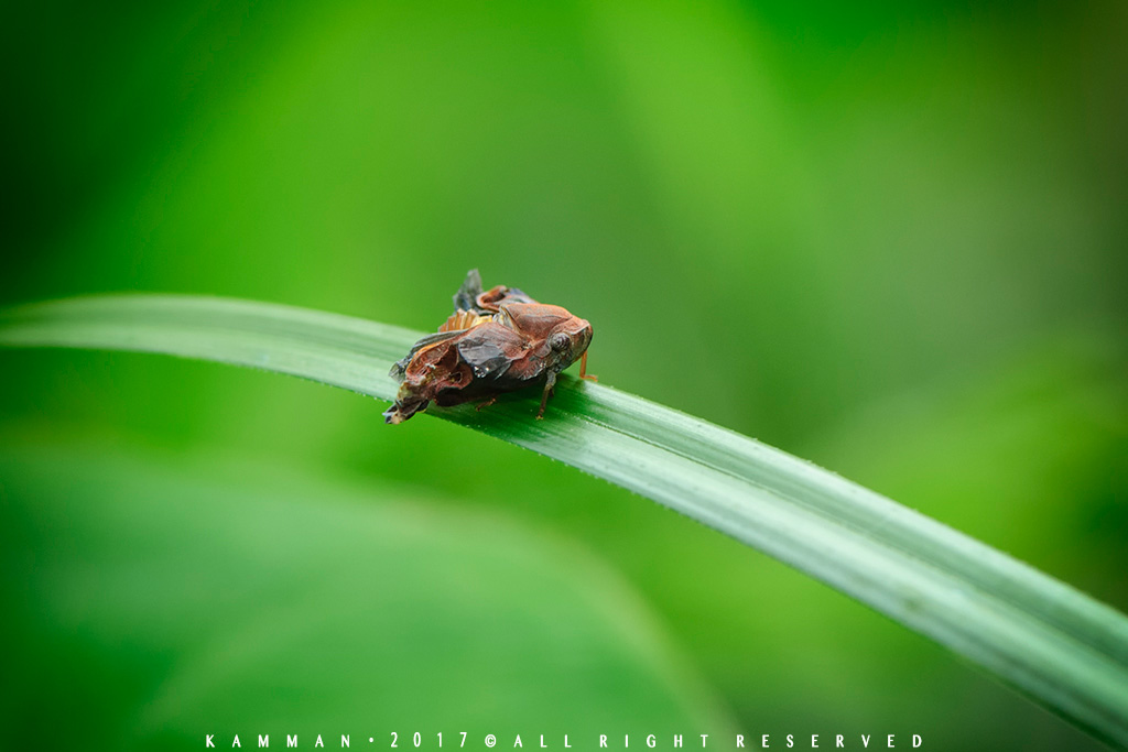 Bootstrap Thumbnail